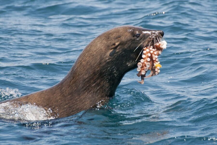 Combo Tour: Marine Wildlife Cruise & Winelands - Who Will Love This Tour?