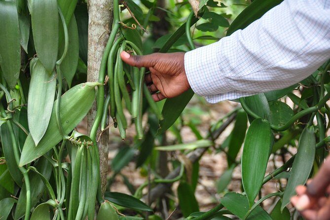 Come and taste the Zanzibar feelings - A Balanced Perspective: Drawbacks and Considerations
