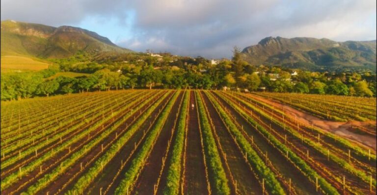 Constantia: Wine Walk with Lunch and Enchanting Stories - The Itinerary and Key Stops