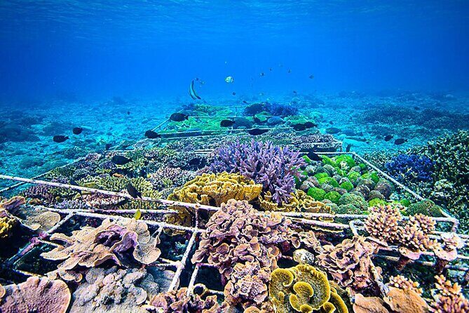 Coral Restoration Snorkeling Tour On Nusa Penida with NGO - The Value Proposition for Sustainable Travelers
