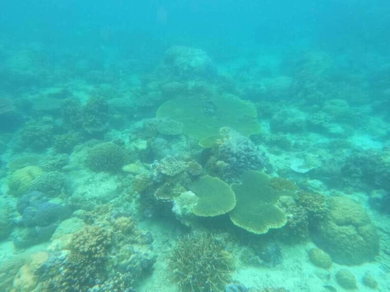 Coron: Dugong Watching with Sea Turtle and Coral Garden tour - Is It Worth the Price? Evaluating Value
