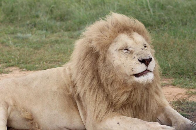 Cradle of Humankind and Lion and Safari Park Tour from Johannesburg or Pretoria - A Detailed Look at What to Expect