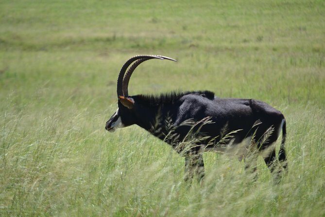 Cradle of Humankind Full Day Tour from Pretoria and Johannesburg - The Sum Up: Is This Tour Worth It?
