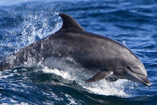 Cruise and Snorkeling with Dolphins Including Lunch from Hurghada - The Value of This Experience