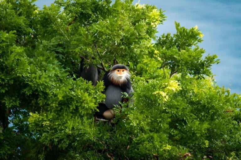 Da Nang: Wildlife watching, Douc Langurs watching, education - Practical Details and Value