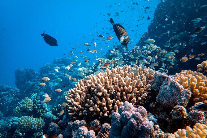 Dahab Blue Hole and Towailat Mountain - Authentic Experiences and Traveler Feedback