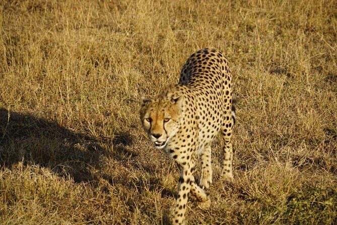 Daily departures 3 days masai mara by landcruiser - Practical Tips for Future Travelers
