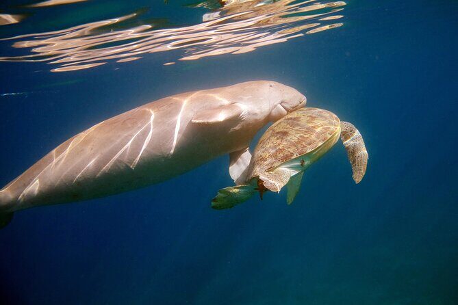 Daily Dive with Dugongs & Turtles at Marsa Mubarak | Marsa Alam - The Practicalities: What You Need to Know