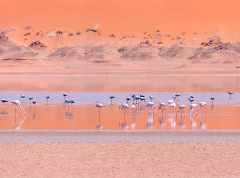 Dakhla White Dune 4x4 Tour Half Day - Why This Tour Might Be Perfect for You