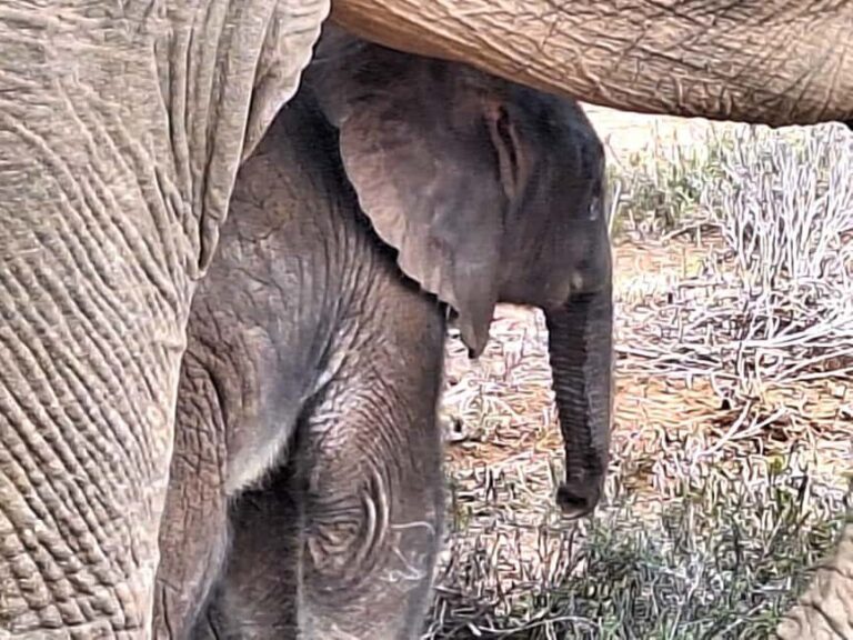 Daniell Cheetah, Addo Elephant and Giraffe Walk Safaris - What Is Truly Valuable About This Tour