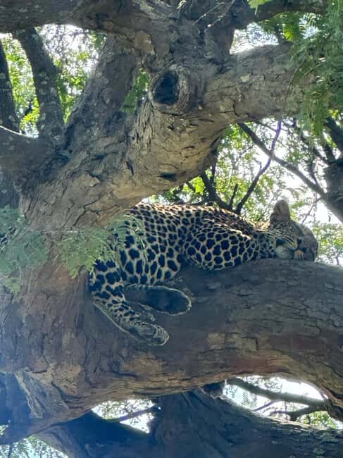 Dar es Salaam: 2-Day Mikumi Park Safari Tour by Luxury Train - What to Expect: Day 1 – From Dar es Salaam to Mikumi