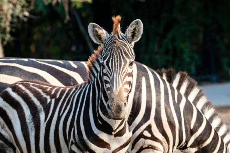 Dar es Salaam: 2-Day Nyerere National Park Safari & Boat - Who Will Love This Tour?