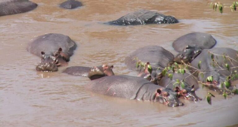 Dar es Salaam: 2-Day Selous Game Reserve Safari - The Experience on the Ground