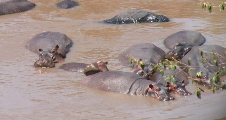 Dar es Salaam: 2-Day Selous Game Reserve Safari - The Experience on the Ground