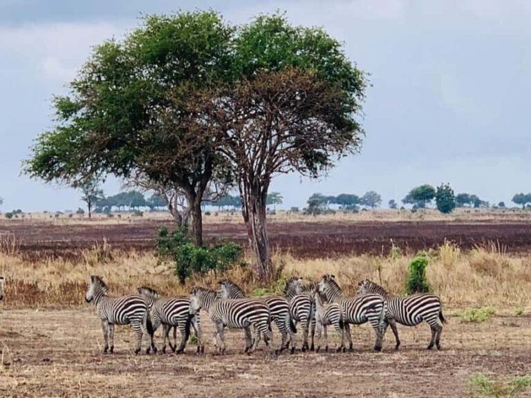 Dar es salaam: 2-Days mikumi national park safari by Train - What’s Included and What’s Not