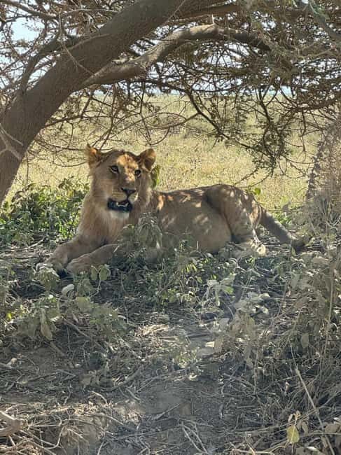 Dar es Salaam: 5-Day Mikumi & Nyerere National Park Safari - Detailed Breakdown of the Itinerary