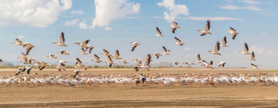 Dar es Salaam: 5-Day Selous and Mikumi National Park Tour - Exploring the Itinerary: What You’ll Experience