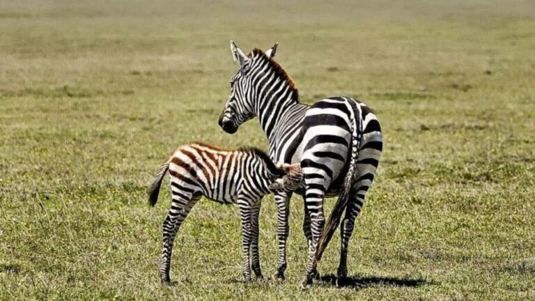 Dar es Salaam: 5-Day Southern Safari Escape - What the Tour Includes and What to Keep in Mind