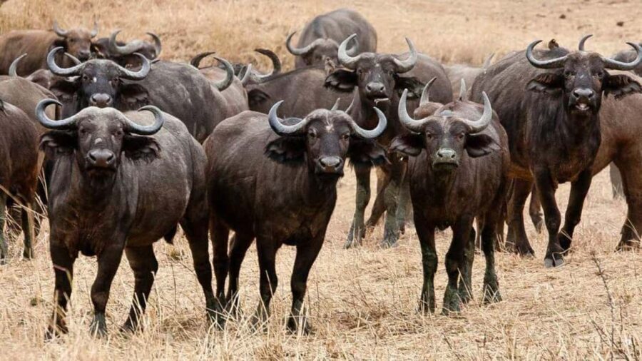 Dar es Salaam: 6-Day Ruaha & Mikumi National Park Safari - The Practicalities: What’s Included and What’s Not