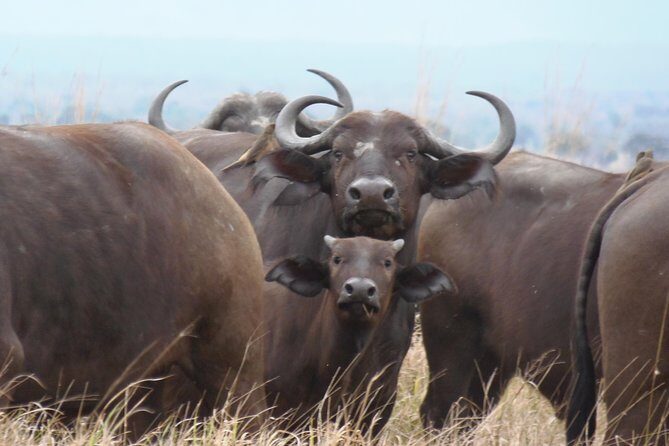 Dar Es Salaam: Day Trip Safari to Mikumi National Park by Train - The Scenic and Wildlife Highlights