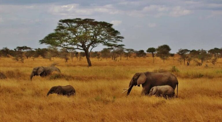 Dar es Salaam: Day Trip to Mikumi National Park - What to Expect: A Day of Wildlife and Scenic Travel