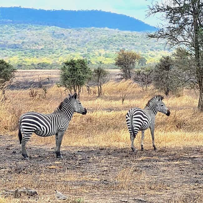 Dar es Salaam: Mikumi National Park 2-Day Private Safari - An Honest Look at the Experience