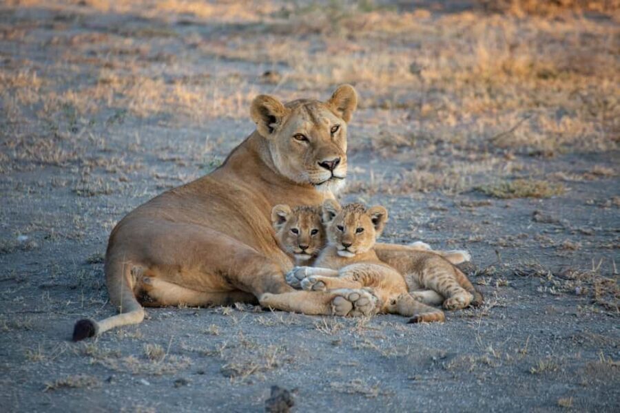 Dar es Salaam: Mikumi National Park 2-Day Train Tour - Day 2: Return Journey to Dar es Salaam