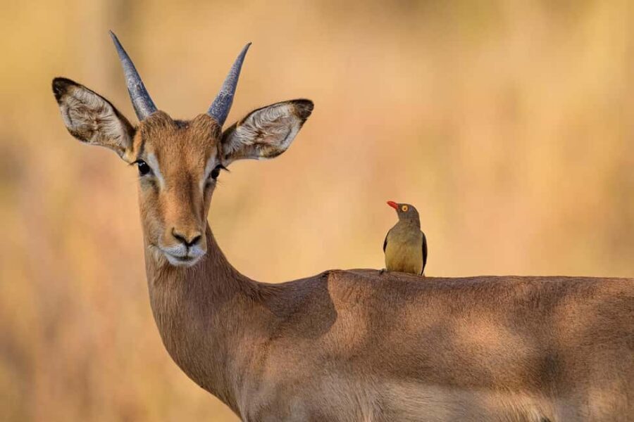 Dar es Salaam: Mikumi National Park 2 days with pick Up - Whats Included and Whats Not