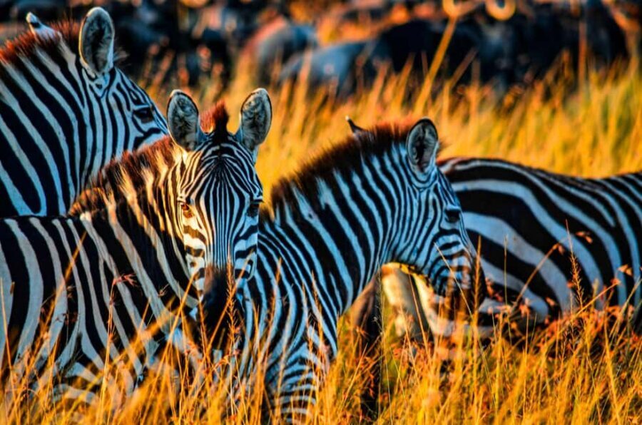 Dar es Salaam: Mikumi National Park 3-Day Safari by Train - Exploring Mikumi National Park: The Heart of the Safari