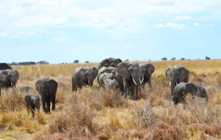 Dar es Salaam: Mikumi National Park 3-Day Safari Tour - Starting Point: Dar es Salaam to Mikumi (Day 1)