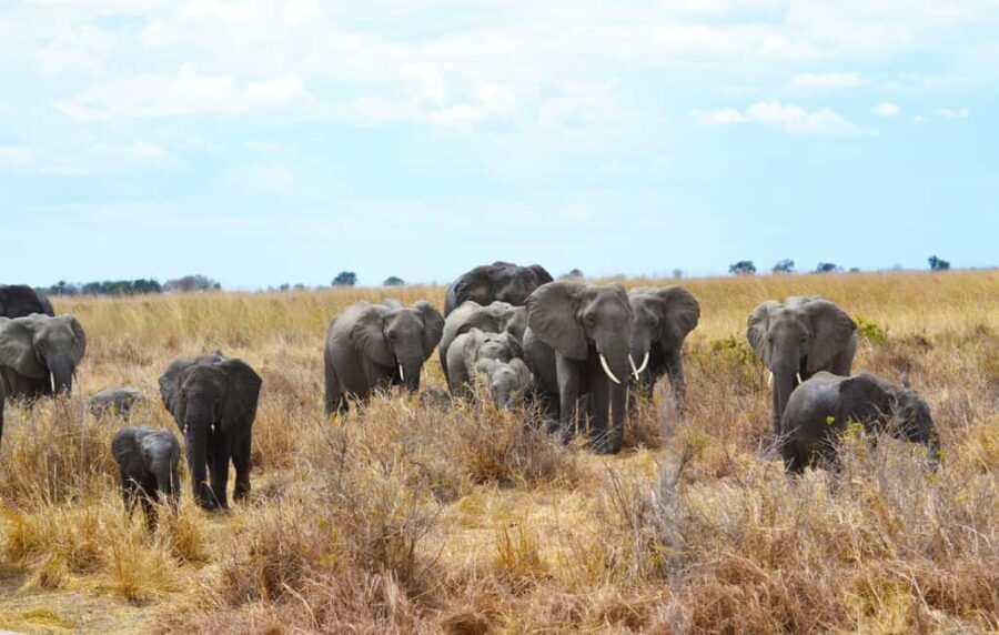 Dar es Salaam: Mikumi National Park 3-Day Safari Tour - Starting Point: Dar es Salaam to Mikumi (Day 1)