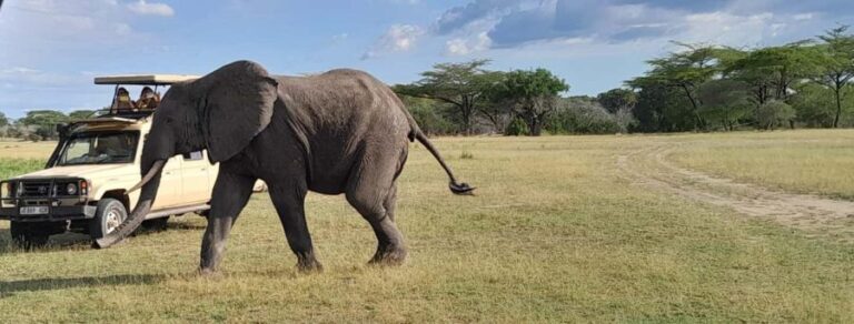 Dar es Salaam: Mikumi National Park Day Trip with Train Ride - Authenticity & Experience