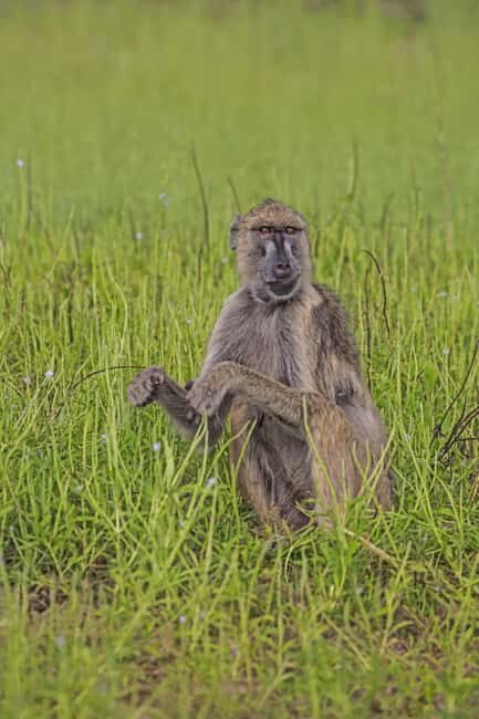 Dar es Salaam: Nyerere National Park 2-Day Camping Safari - The Morning Game Drive and Return