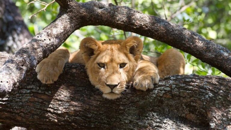 Dar es Salaam: Saadani National Park Day Trip - Who Should Consider This Tour?