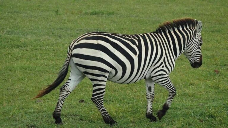 Dar es Salaam: Selous and Mikumi National Park 6-Day Tour - The Itinerary in Detail