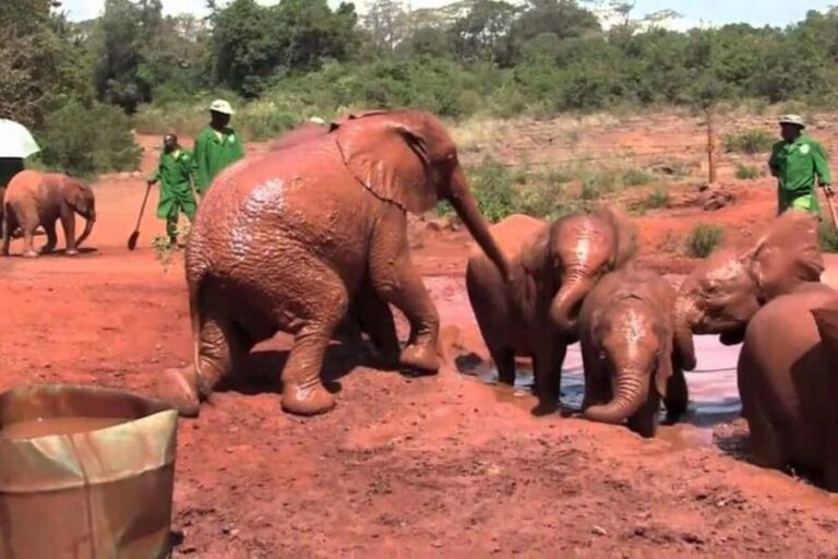 David Sheldrick Wildlife Trust & Giraffe Center - What the Tour Includes and Excludes