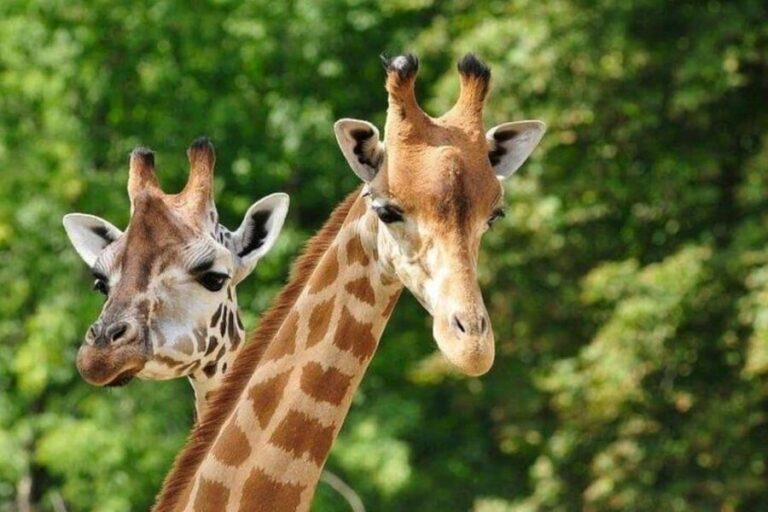 David Sheldrick Wildlife Trust & Giraffe Center with Lunch - FAQs