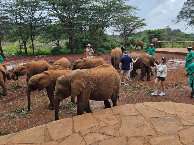 David Sheldrick Wildlife Trust Half-Day Tour - Key Points
