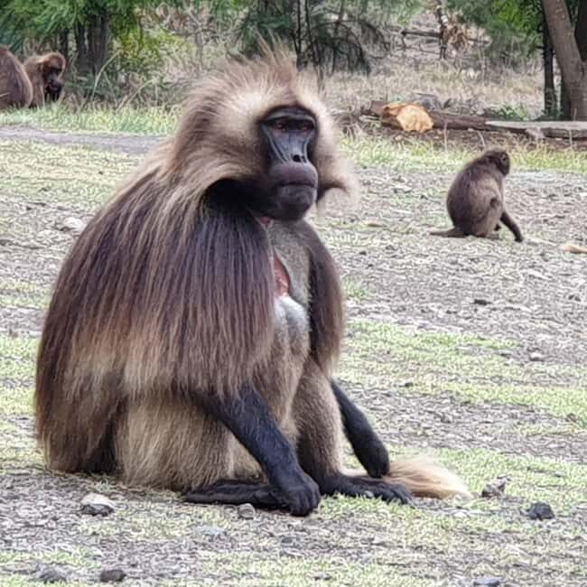 Day Excursion to the Portuguese Bridge and Blue Nile Gorge - What’s Included and What You Should Know