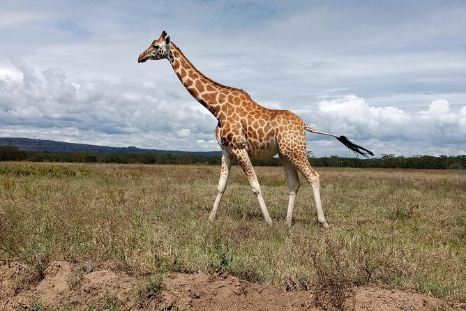 Day Safari; Amboseli National Park from Nairobi. - How Does the Price Stack Up?