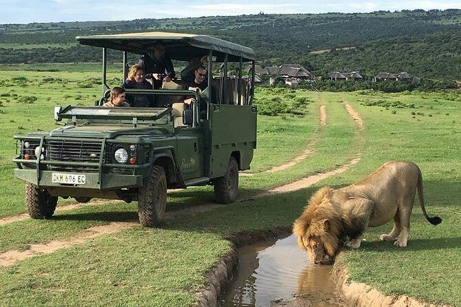 Day Safari at Pumba Private Game Reserve - The Post-Drive Experience: Lunch and Refreshments