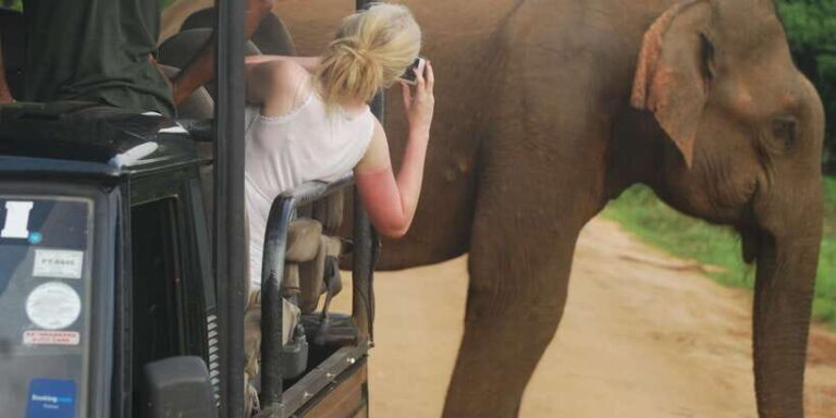 Day Safari From Hambantota - The Experience Overview