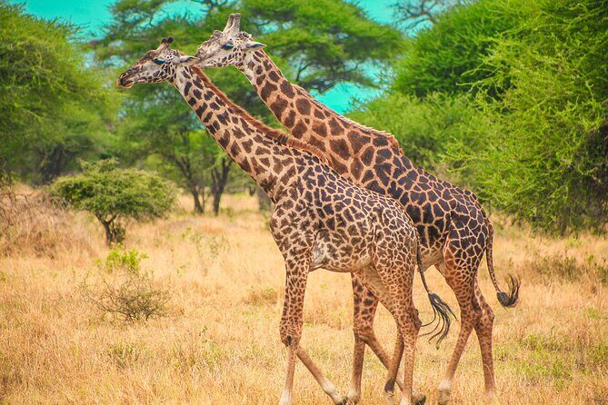 Day Safari Tour to Mikumi National Park - The Sum Up: Is It Worth It?
