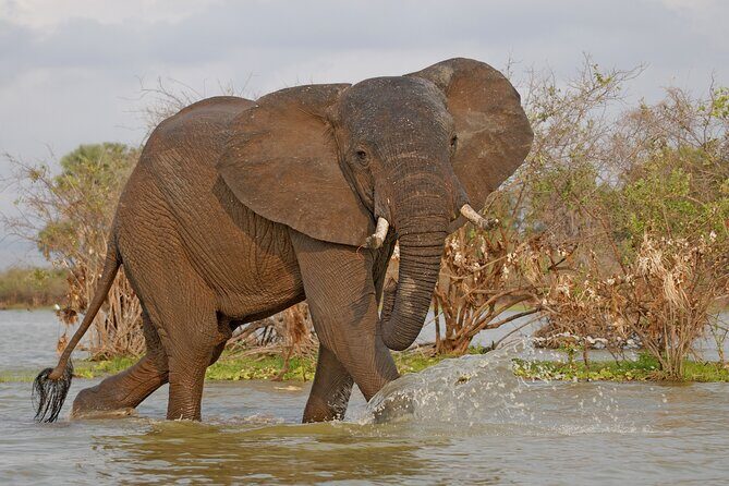 Day Safari tour to Selous Game Reserve from Zanzibar - The Itinerary Breakdown