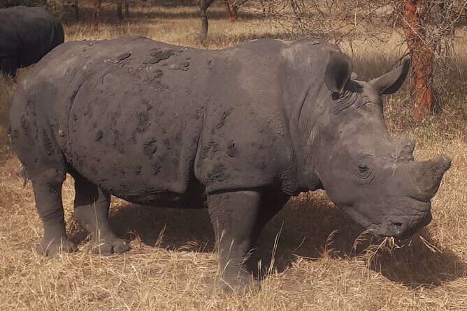 Day Tour Bandia Wildlife Reserve and pink lake - The Practical Aspects: What You Need to Know