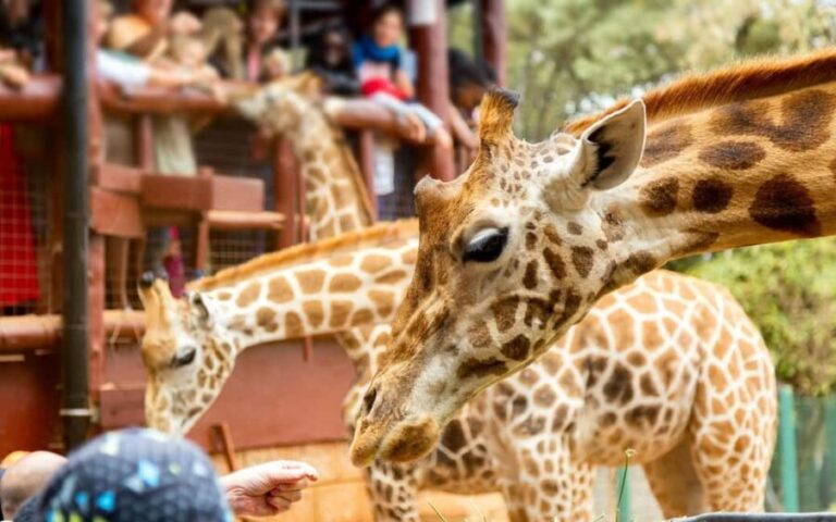 Day Tour: Giraffe Center,Elephant Orphanage& Carnivore Lunch - The Heart of Conservation: David Sheldrick Elephant Orphanage