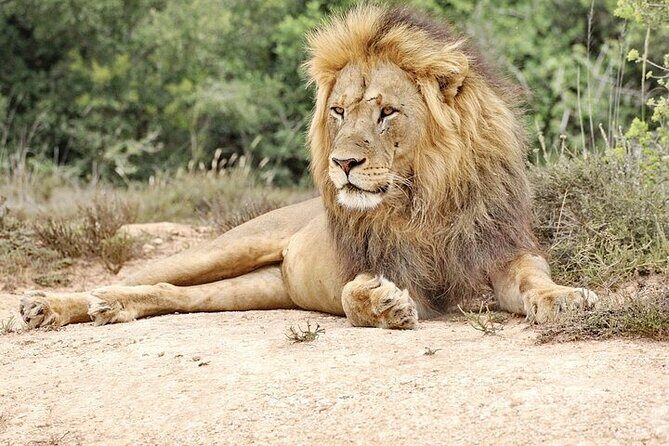 Day Tour in Addo Elephant Park and Port Elizabeth South Africa - The Experience of the Guides: Why It Matters
