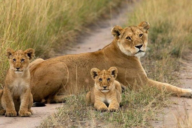 Day Tour Nairobi National Park - What to Expect from this Nairobi Safari Day Trip