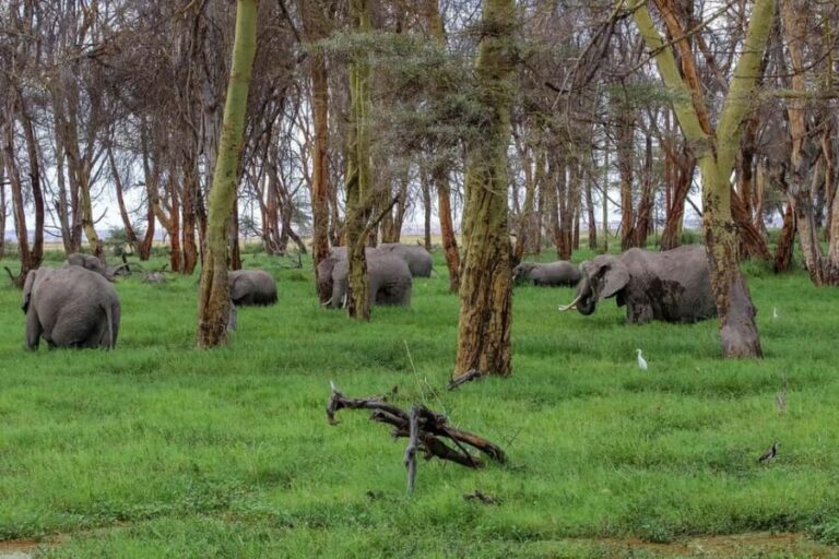 Day tour to Amboseli National Park - The Detailed Journey: From City to Wilderness