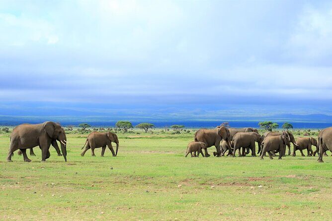 Day Tour to Amboseli National Park - Wildlife Encounters and Photography
